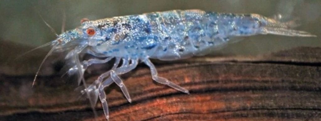 Filipijnse Waaierhandgarnaal (Atyoida pilipes), Kreeft, Krab of Garnaal, Zoetwatervis, Schoolvis