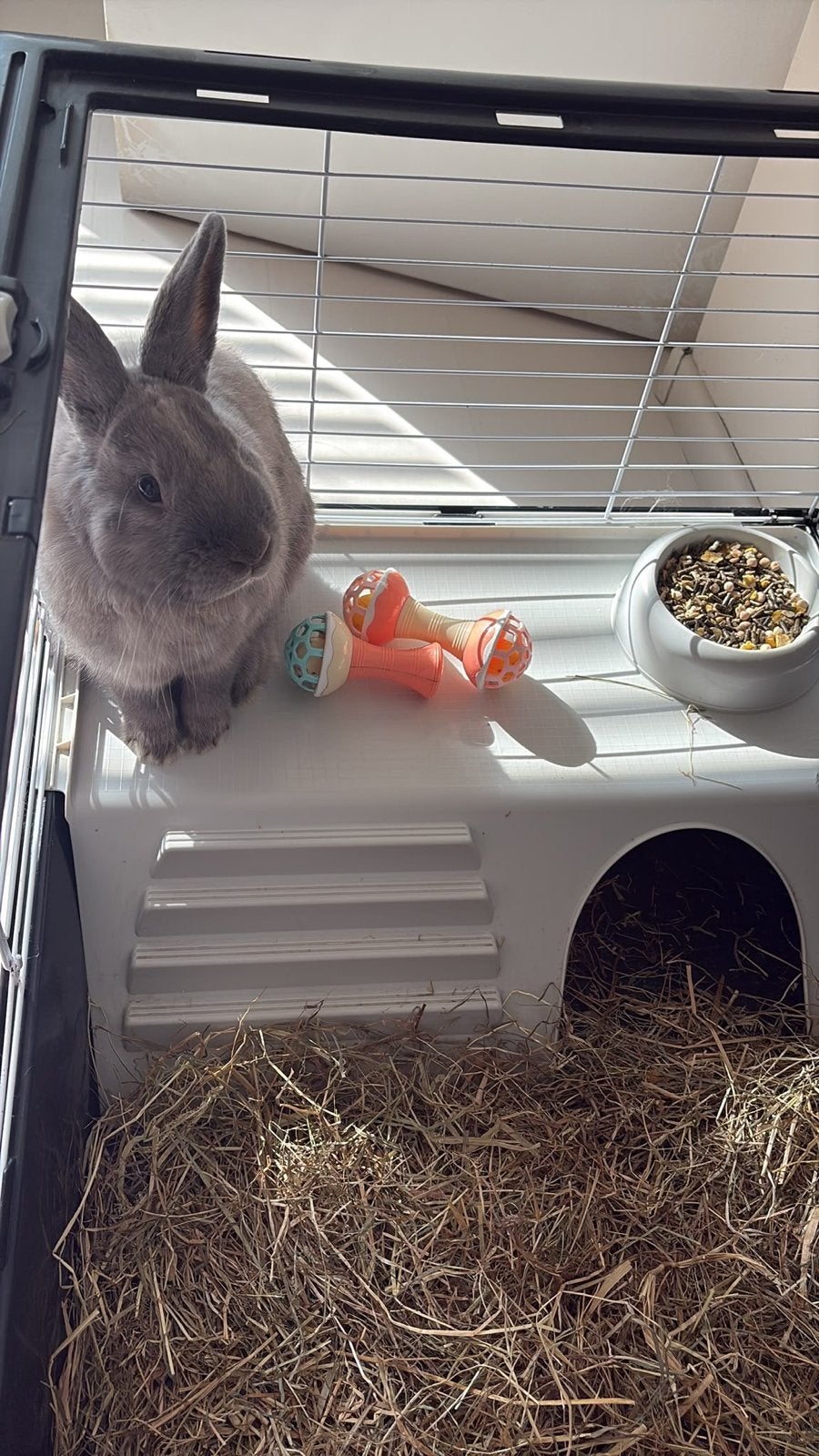 Liefe rammetje, Dieren en Toebehoren, Juni, Mannelijk