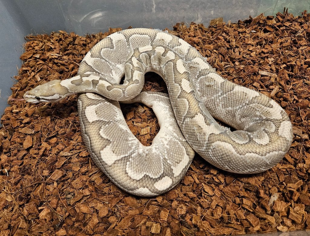0.1 Bamboo Enchi Ghost het Desert Ghost - BREEDER, Dieren en Toebehoren, Reptielen en Amfibieën, Slang, 0 tot 2 jaar