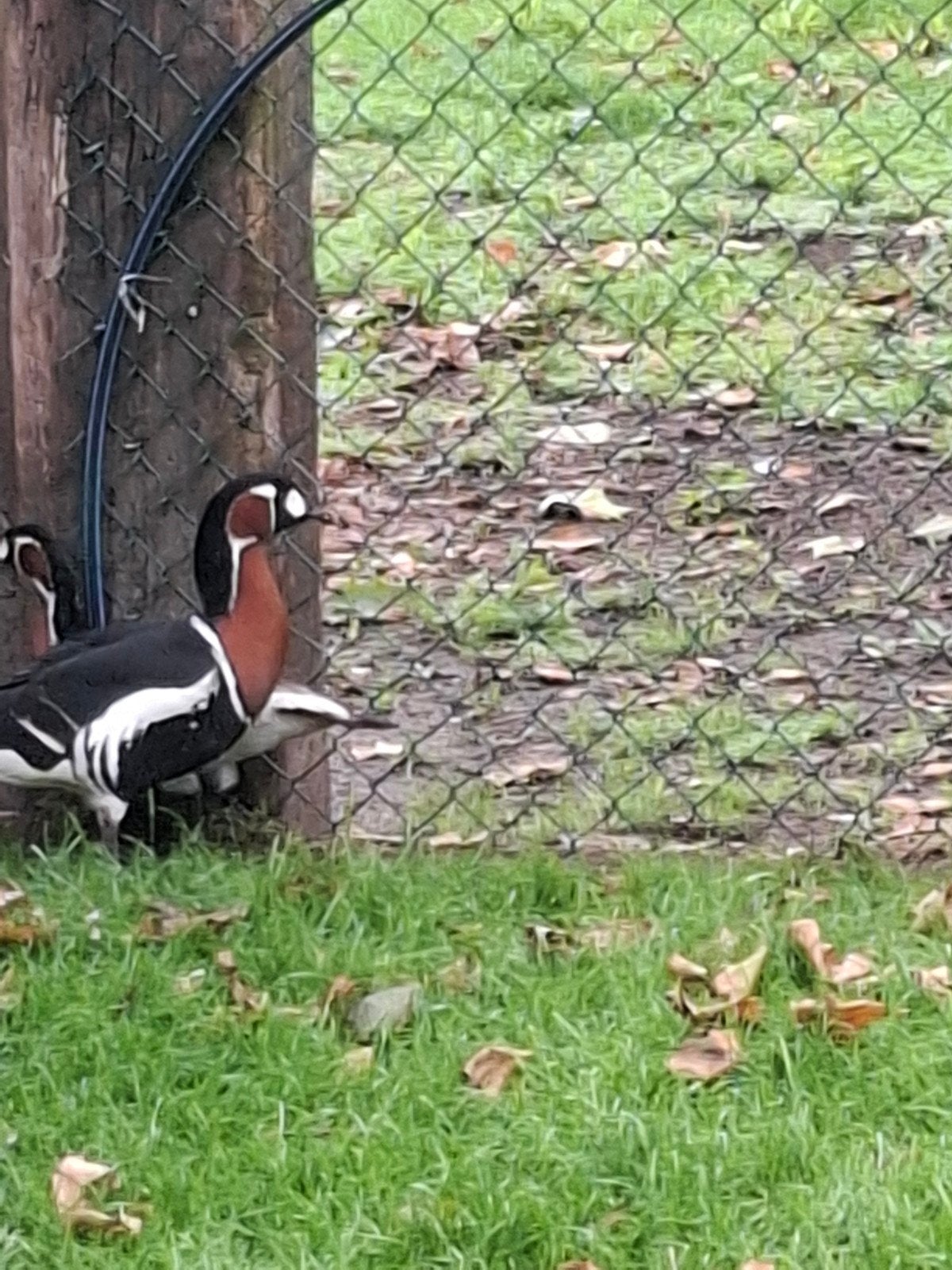 Koppel roodhalsganzen, Dieren en Toebehoren, Pluimvee, Meerdere dieren, Gans of Zwaan