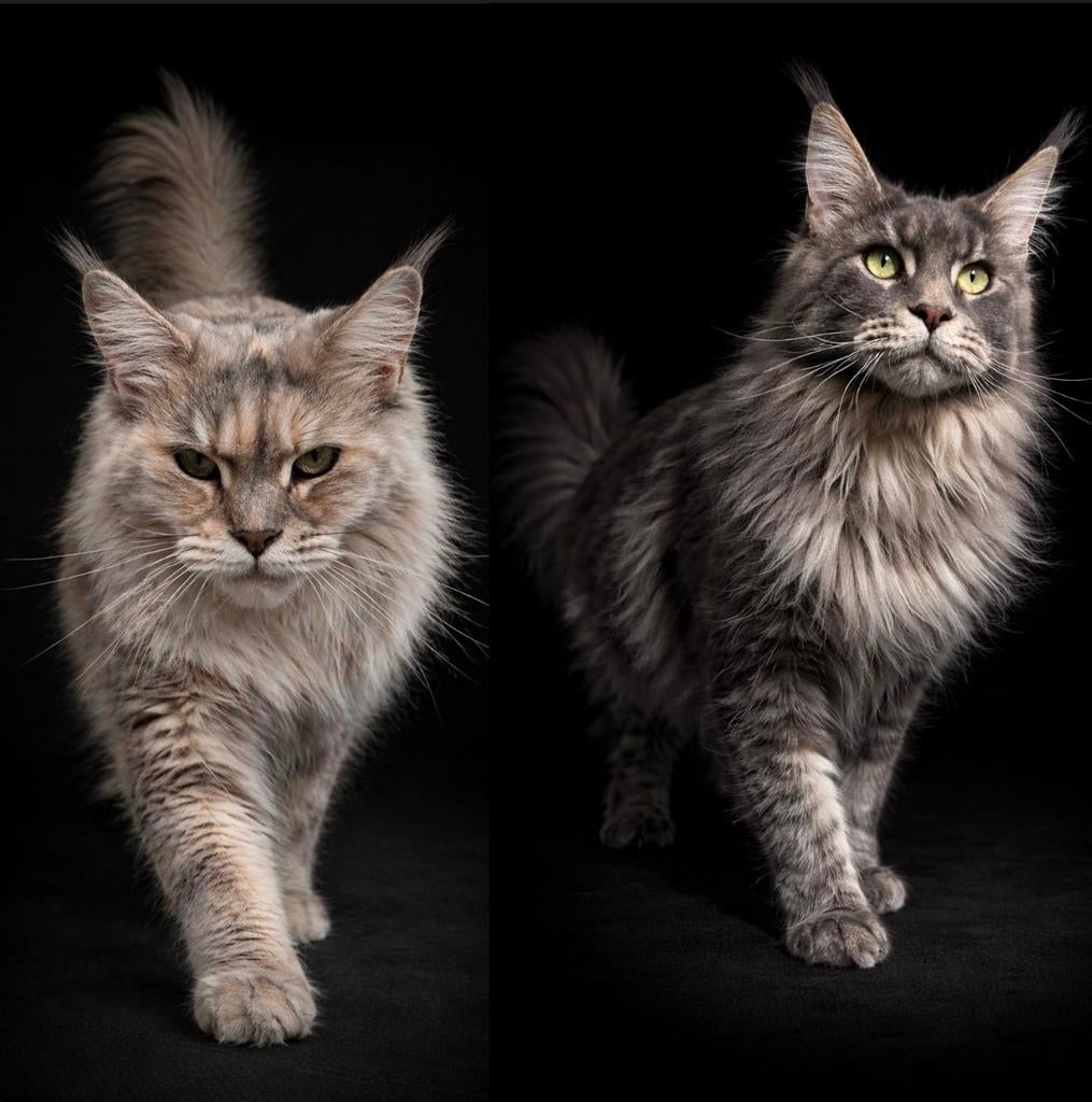 Verwacht Russchische maine coon kittens, Meerdere dieren, Gechipt, 3 tot 5 jaar