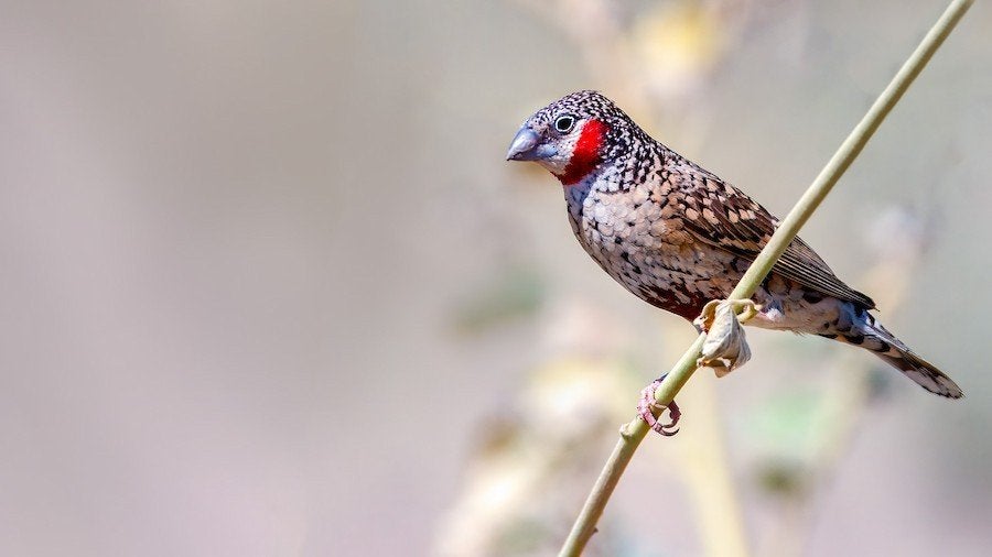 Nieuw binnen bij Vogelspeciaalzaak De Toekan – Prachtige, Dieren en Toebehoren, Vogels | Overige Vogels, Meerdere dieren, Tropenvogel