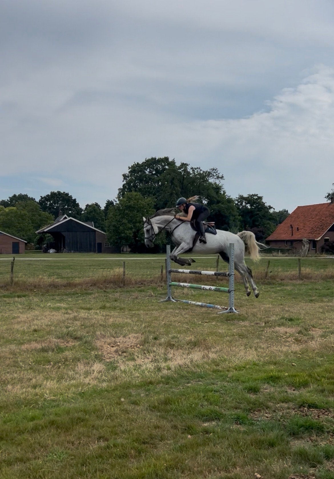 Talentvolle schimmel merrie, Merrie, Springpaard, L, 7 tot 10 jaar