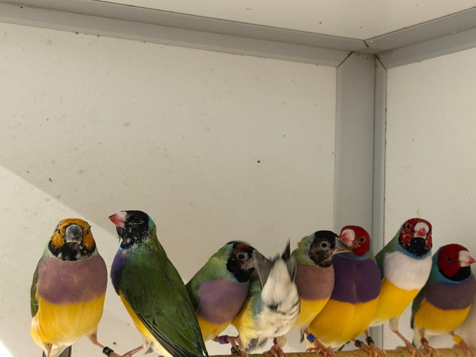 Diverse goulds, Meerdere dieren