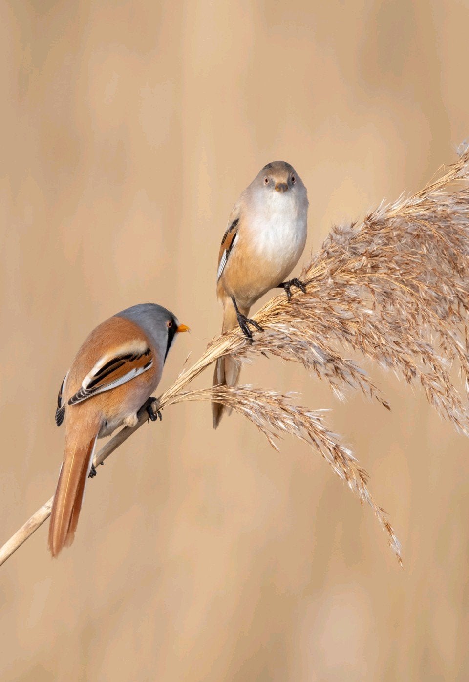 Baardmannetjes / baardman jongen, Dieren en Toebehoren, Meerdere dieren