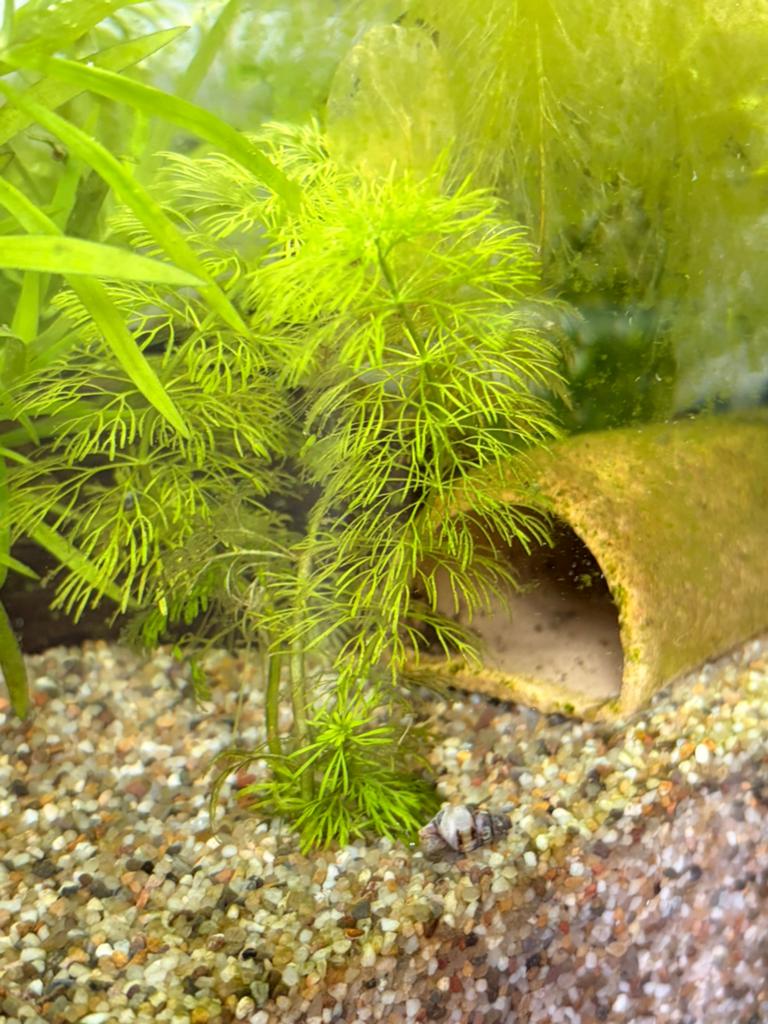 Aquarium waterplanten, hoornblad, Vis