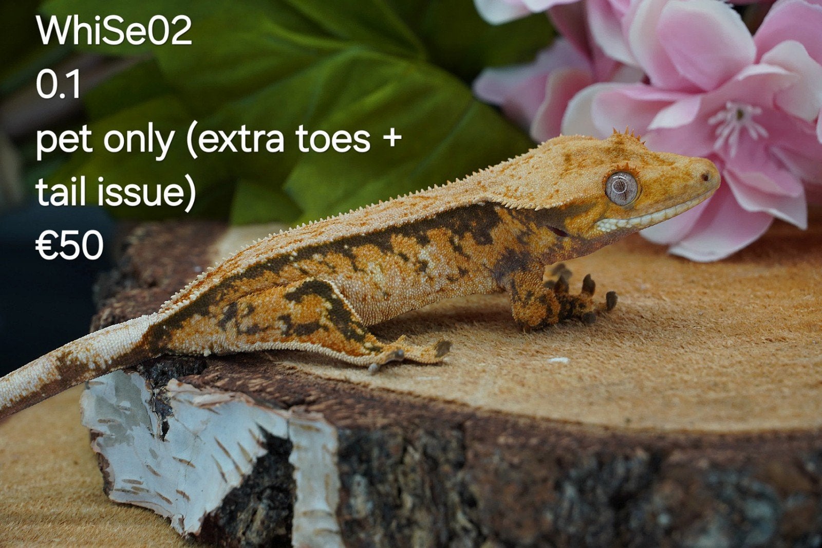 PET ONLY Wimpergekko C.Ciliatus, Hagedis, Tam, 0 tot 2 jaar