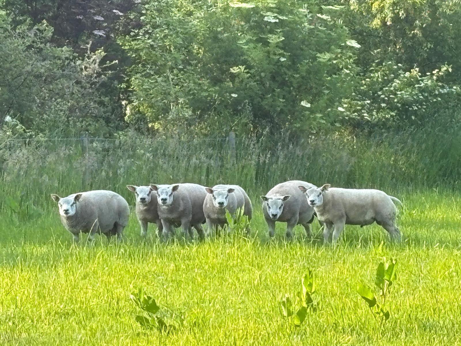 Texelaar stamboek dekrammen zwoegervrij, Dieren en Toebehoren, Mannelijk, Schaap