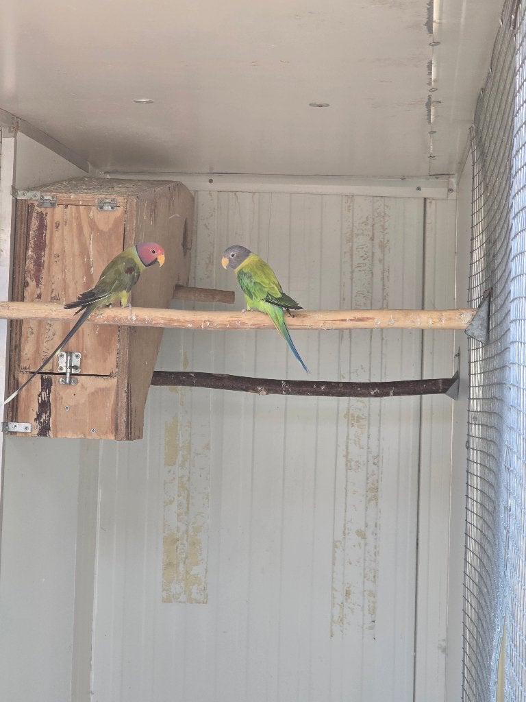 Pruimkoppen te koop wegens plaatsgebrek (kweekkoppel), Dieren en Toebehoren, Vogels | Parkieten en Papegaaien, Meerdere dieren