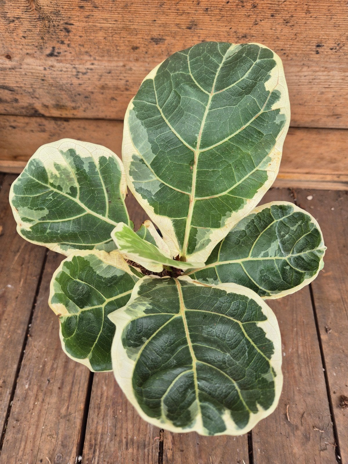 Ficus Lyrata Variegata p14 (5), Ophalen of Verzenden, Ficus, Halfschaduw, Minder dan 100 cm