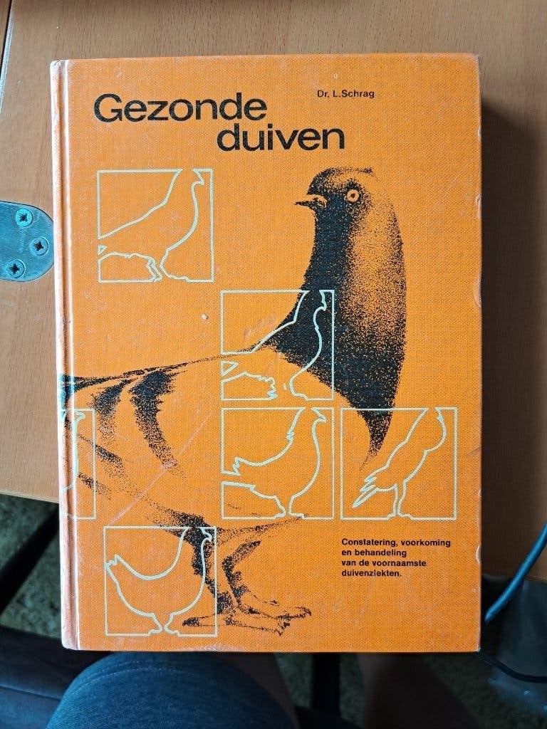 Gezonde duiven postduiven, Ophalen of Verzenden, Zo goed als nieuw, Vogels