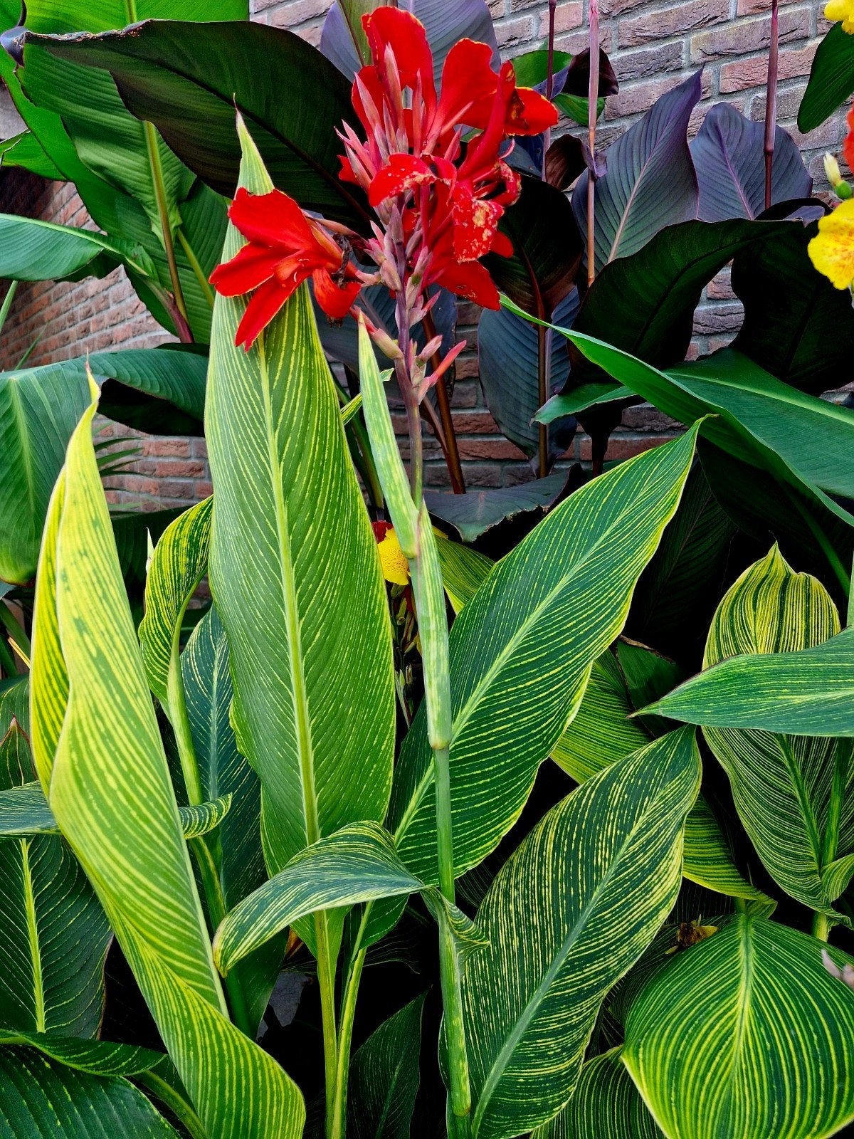 Nieuw .. Canna Red Yellow Tiger uit Thailand, Ophalen of Verzenden, Volle zon, Wortelstok