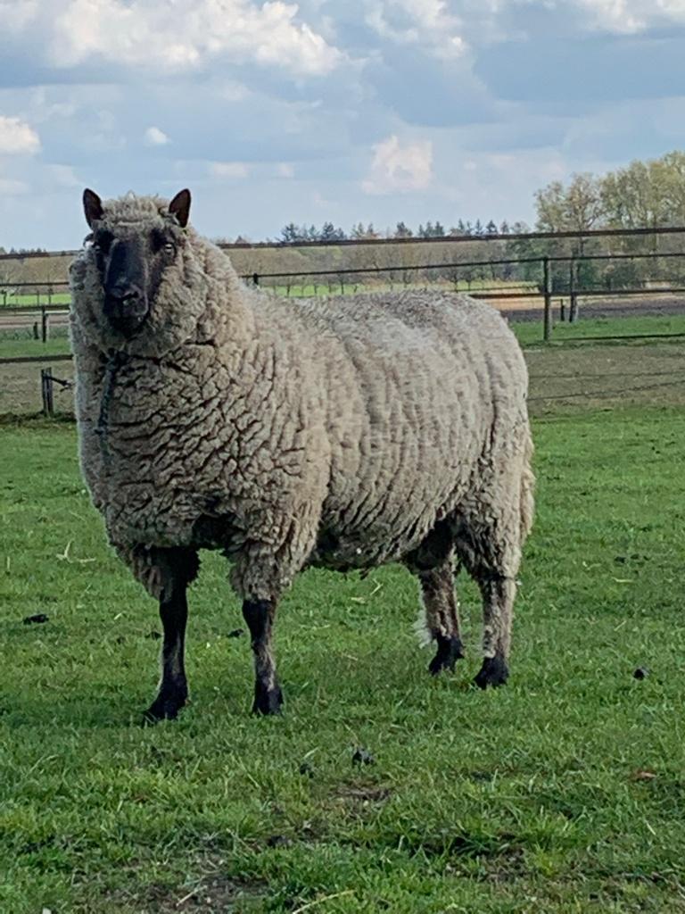 6 Clun Forest schapenvachten - hoge kwaliteit, Dieren en Toebehoren, Ophalen, Nieuw