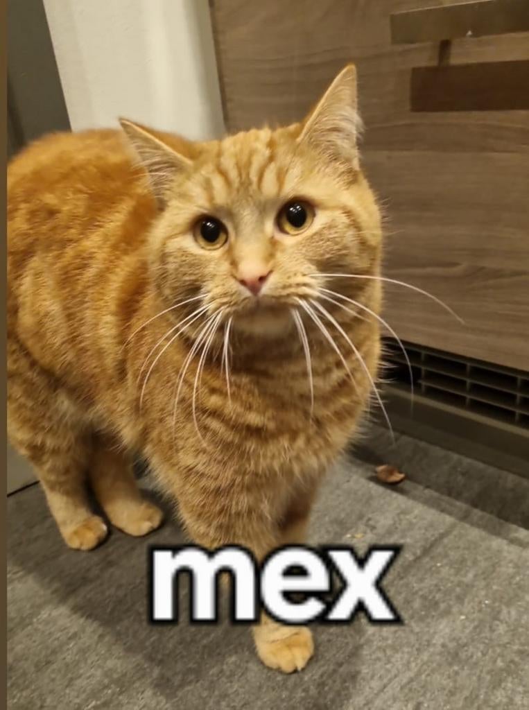 Kat vermist Rijen