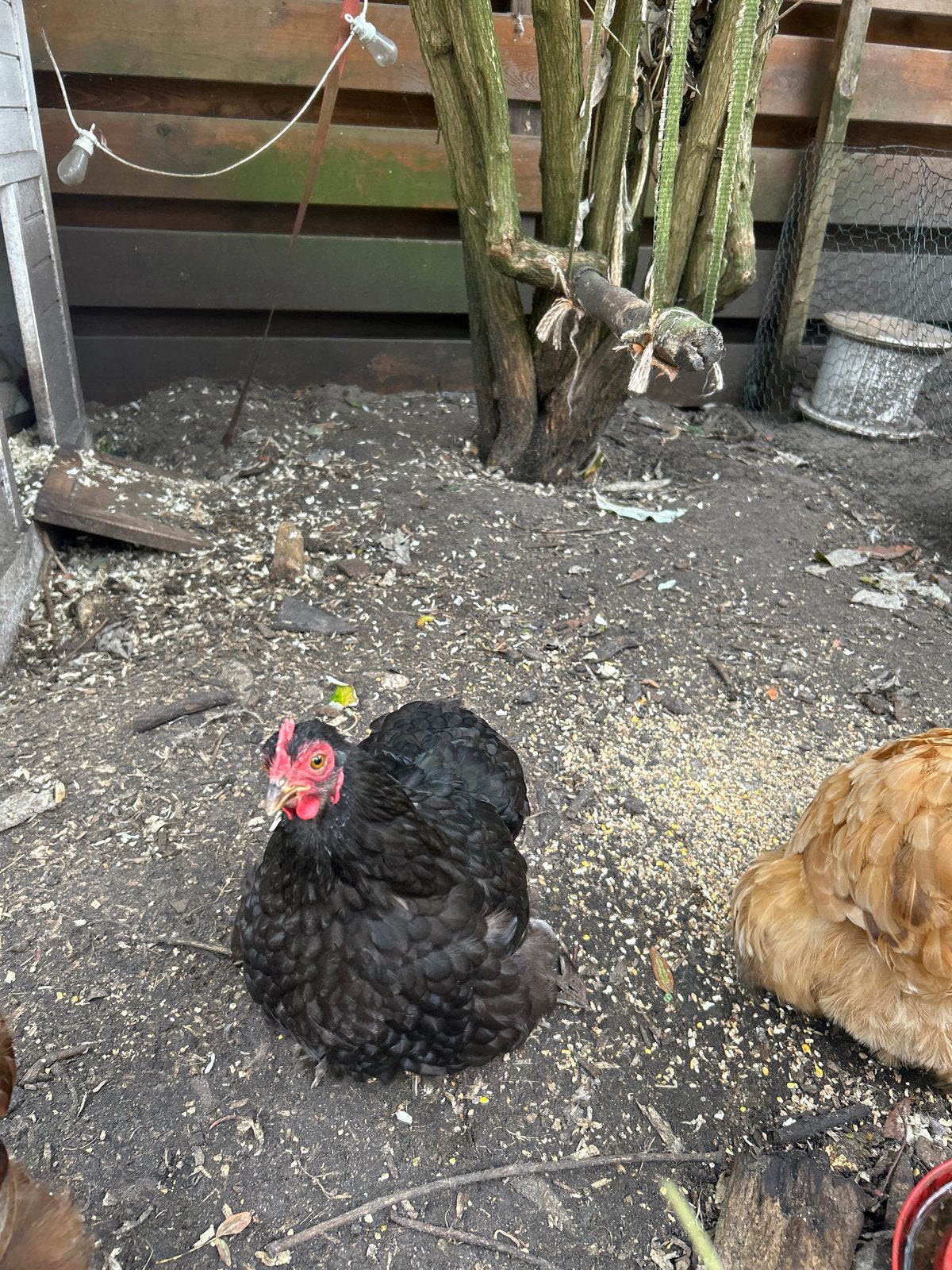 Kippen cochin kriel, Dieren en Toebehoren, Vrouwelijk, Kip