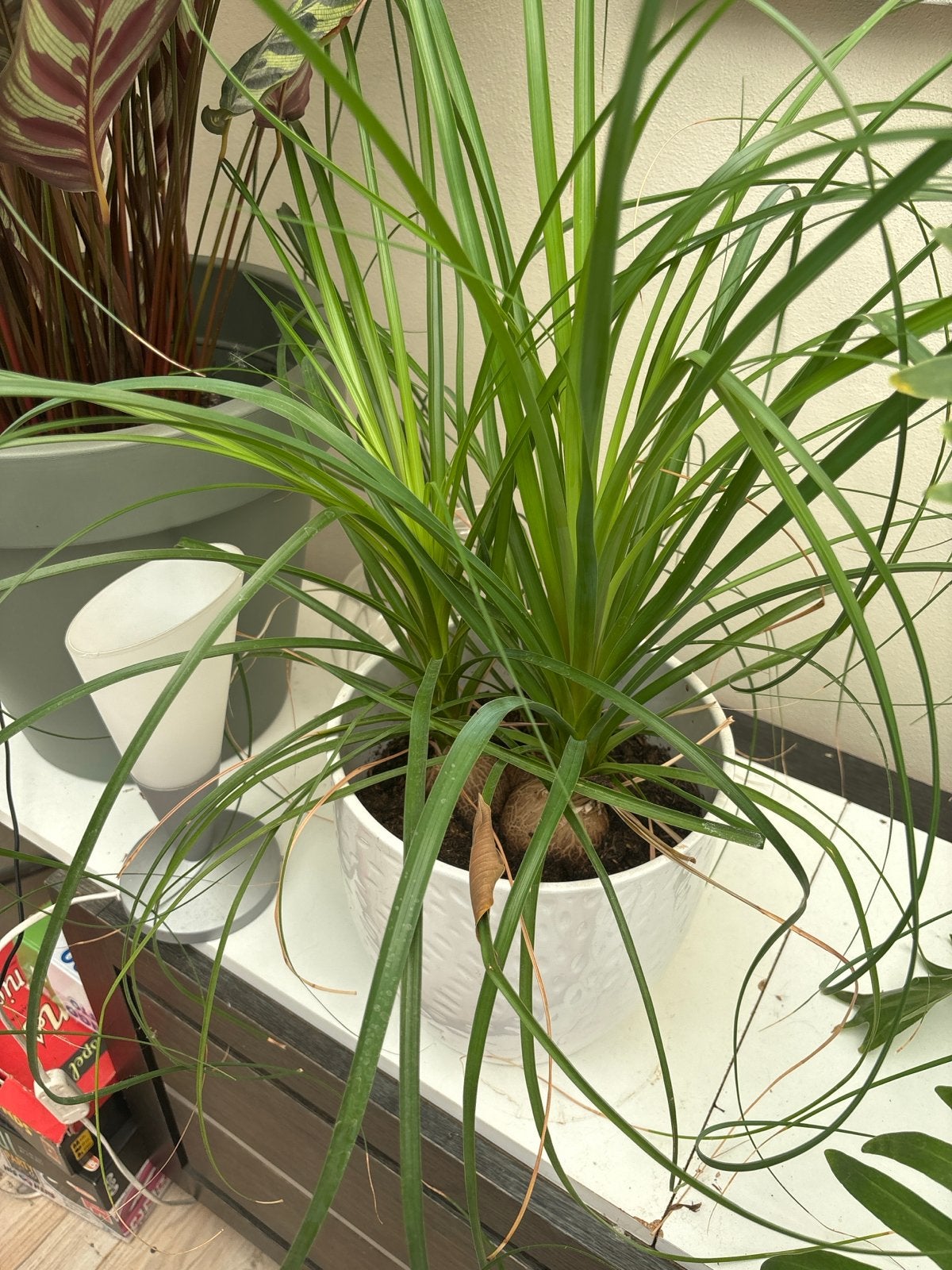 Olifantspoot (Beaucarnea recurvata) - Sterke kamerplant, Tuin en Terras, Planten | Tuinplanten, Volle zon, Vaste plant, Bloeit niet