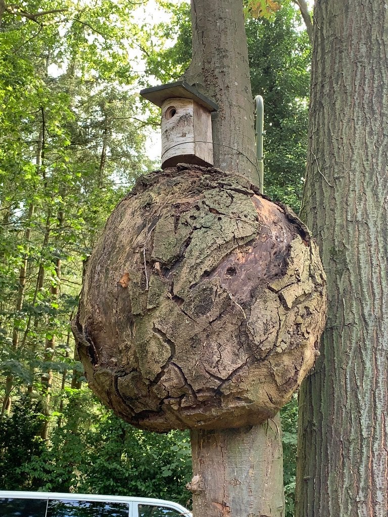 Unieke Warrelknoest / Burlhout / Wortelhout, Doe-het-zelf en Verbouw, Ophalen, Eiken, Overige typen, Zo goed als nieuw