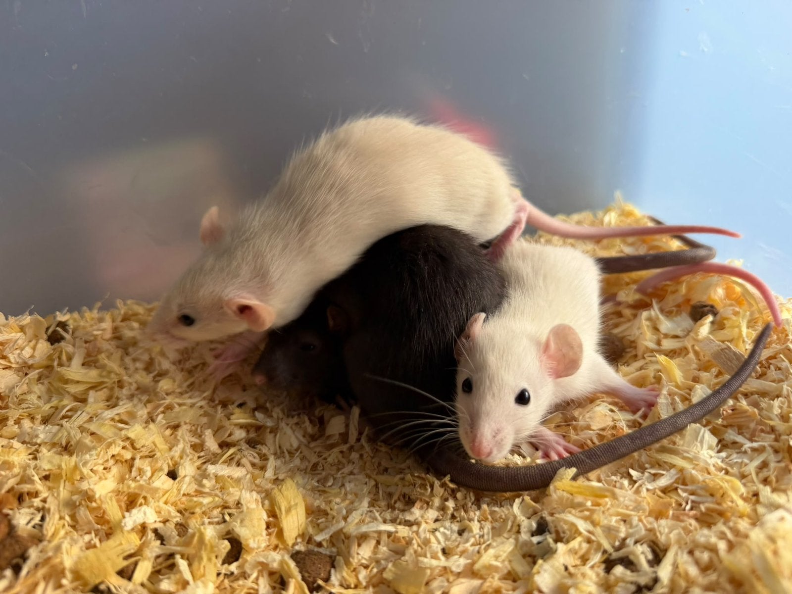 Tamme ratjes, Dieren en Toebehoren, Rat, Augustus, Meerdere dieren, Tam
