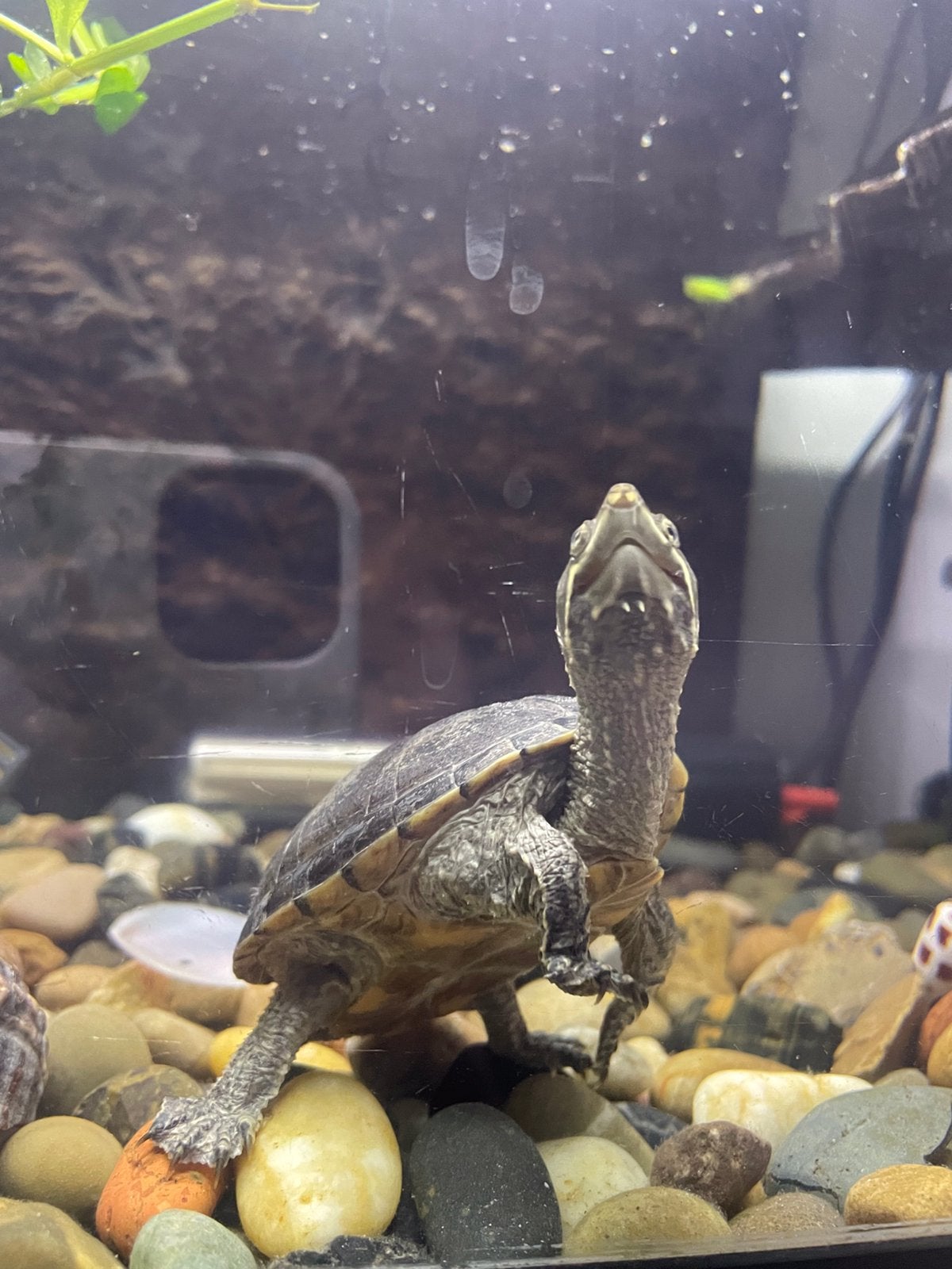 Muskus schildpad 2,5 jaar, Schildpad