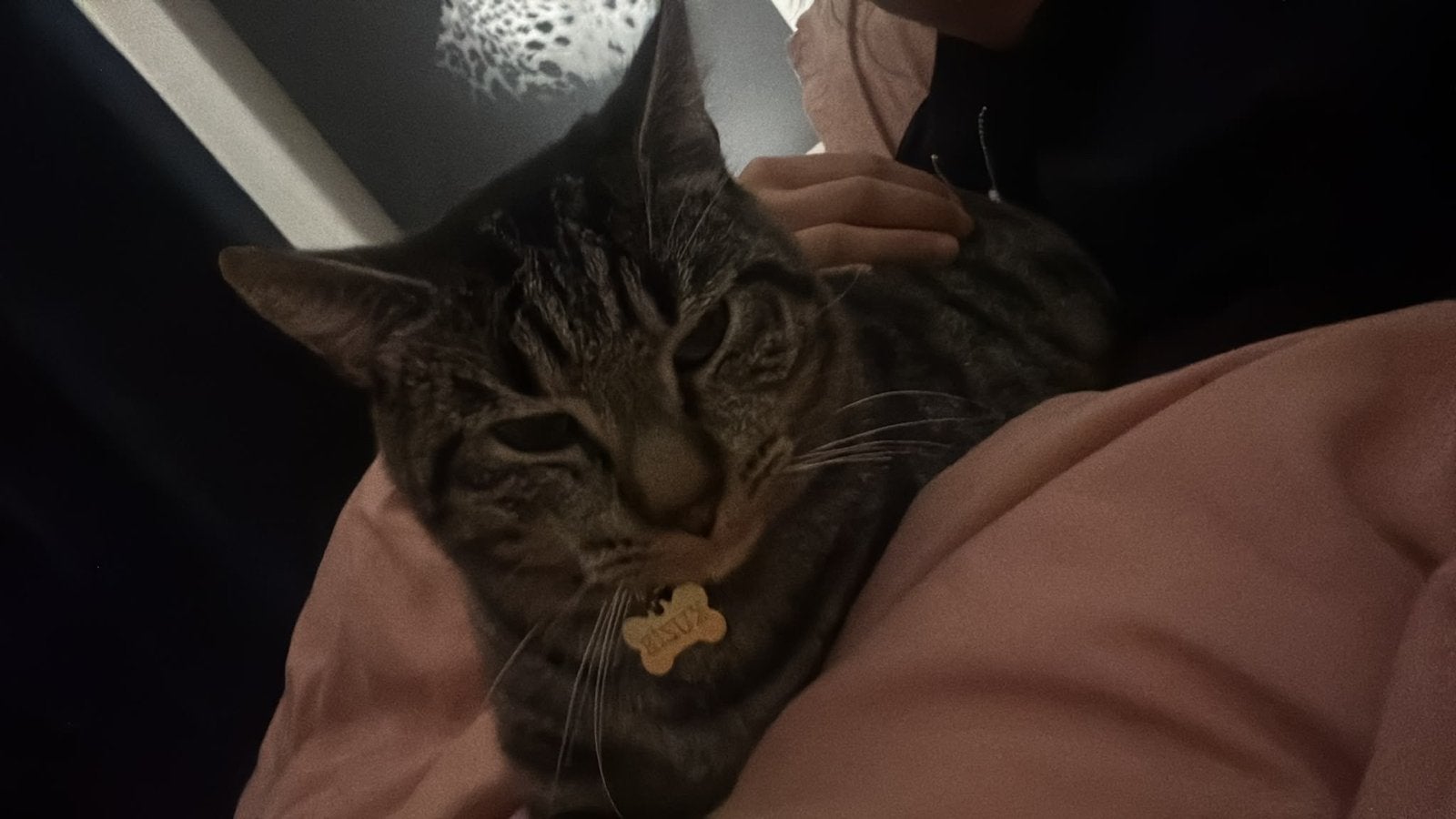 Te koop super vriendelijke kater!, Dieren en Toebehoren, Kater