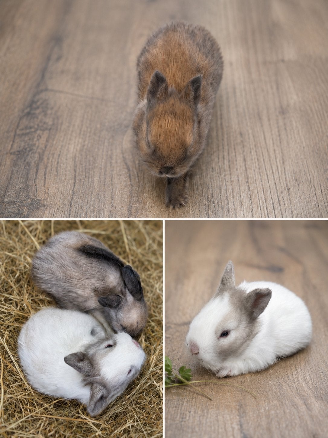 Teddy dwerg baby konijntjes te koop, Dieren en Toebehoren, Konijnen, Meerdere dieren, Dwerg