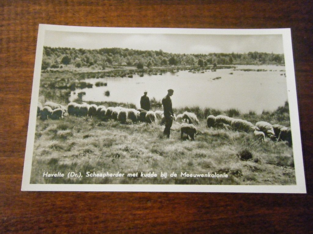 T31 - Havelte - Herder - Schaapskudde - Mooi/Oud, Verzamelen, Ansichtkaarten | Nederland, Ophalen of Verzenden, 1940 tot 1960