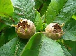 9 Wilde Mispel (Mespilus germanica) €50,-, Tuin en Terras, Lente, Overige soorten, In pot, Ophalen of Verzenden