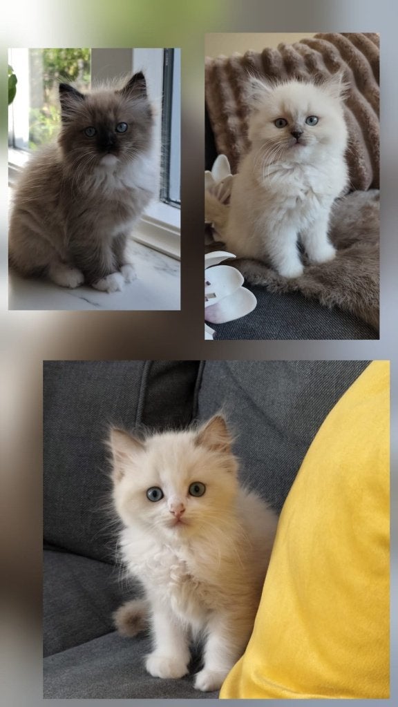 ragdoll kittens. Mogen per direct verhuizen!, Meerdere dieren, 0 tot 2 jaar