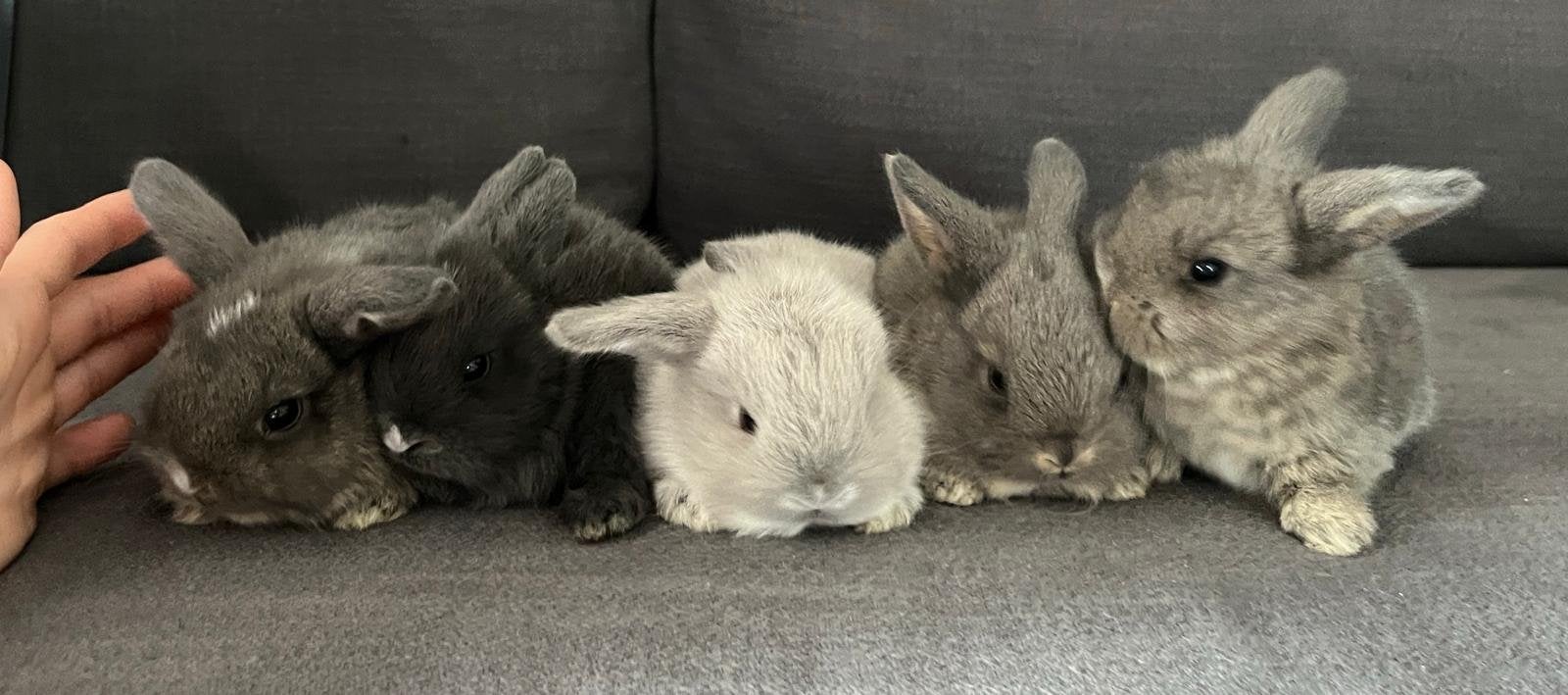 Mooie dwergkonijntjes – NHD / Mini Lop( te reserveren!), Dieren en Toebehoren, Konijnen, Mannelijk, Middelgroot, Hangoor, 0 tot 2 jaar