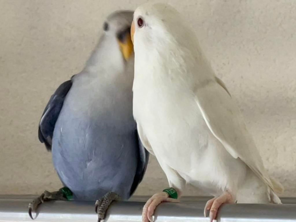 Prachtige Lieve Jonge en Hand Tamme Agapornis Dwergpapegaai, Dieren en Toebehoren, Vogels | Parkieten en Papegaaien, Meerdere dieren