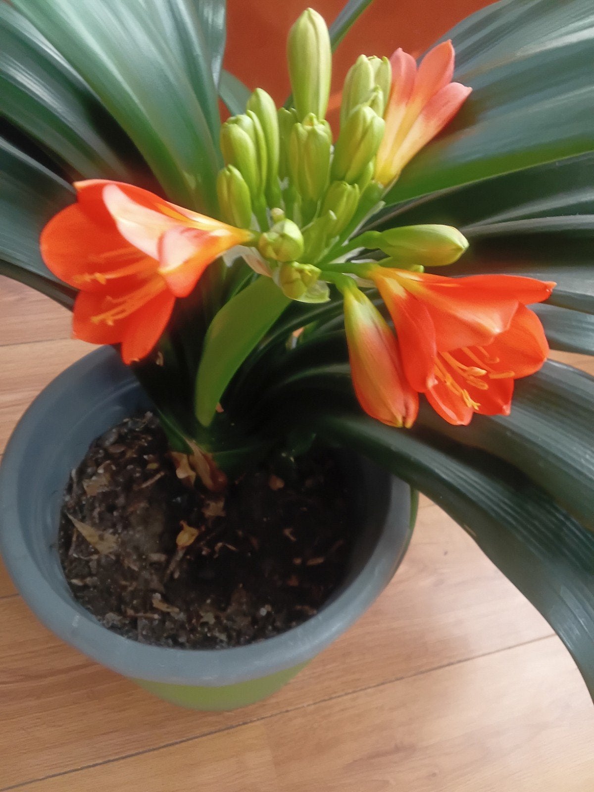 Clivia vaste kamerplant. per stuk, Ophalen, Halfschaduw, In pot, Minder dan 100 cm
