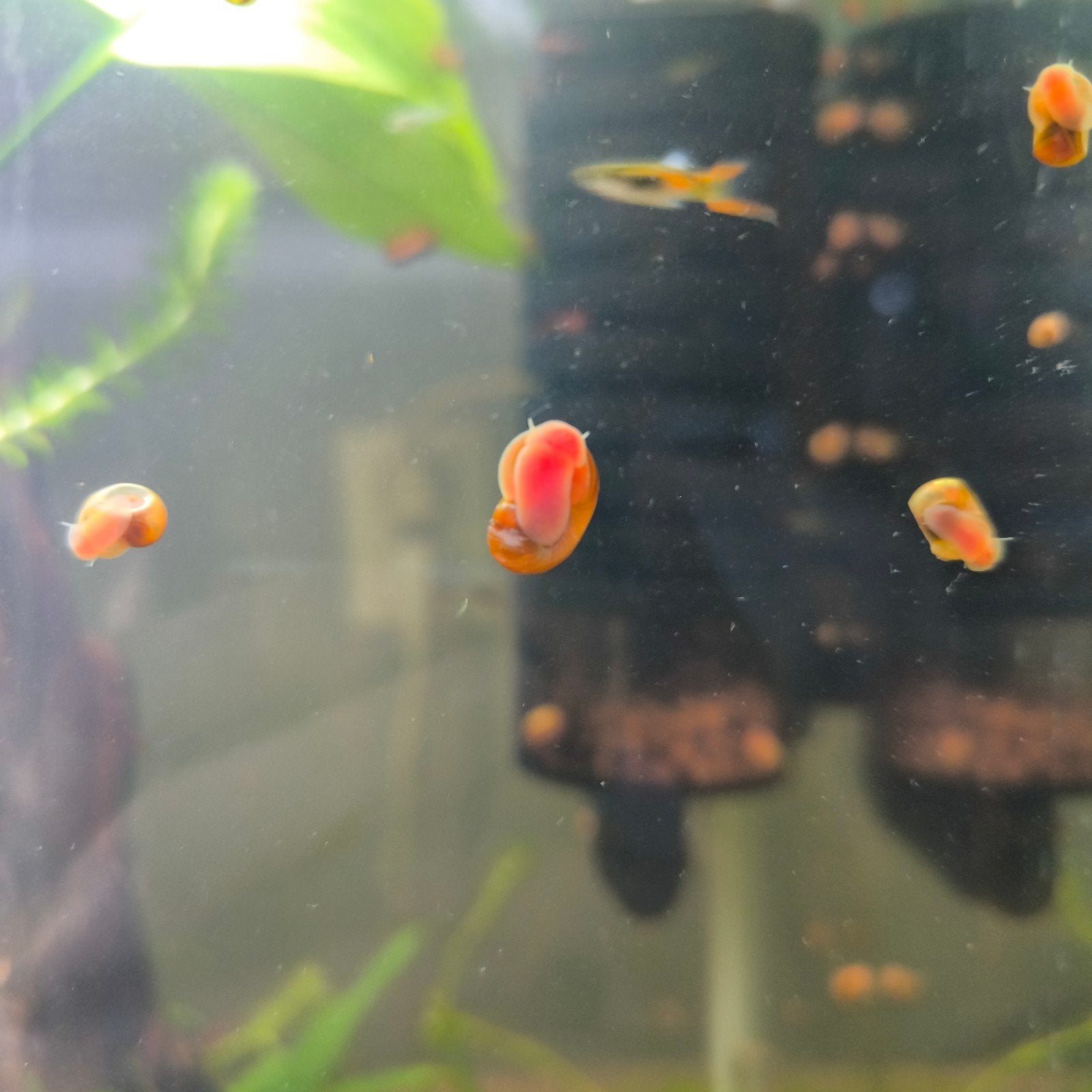 Posthoornslakken, Dieren en Toebehoren, Slak of Weekdier, Zoetwatervis, Schoolvis