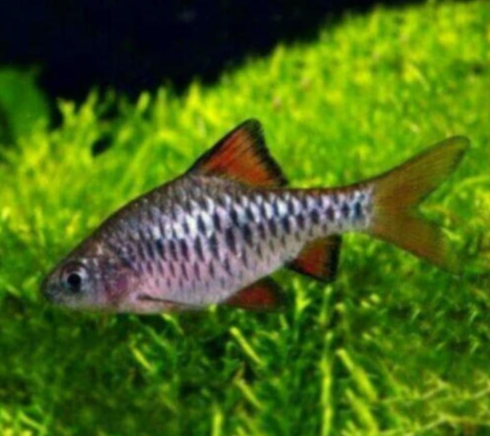 Barbus oligolepis - Eilandbarbeel - Koidream Valburg, Vis, Zoetwatervis