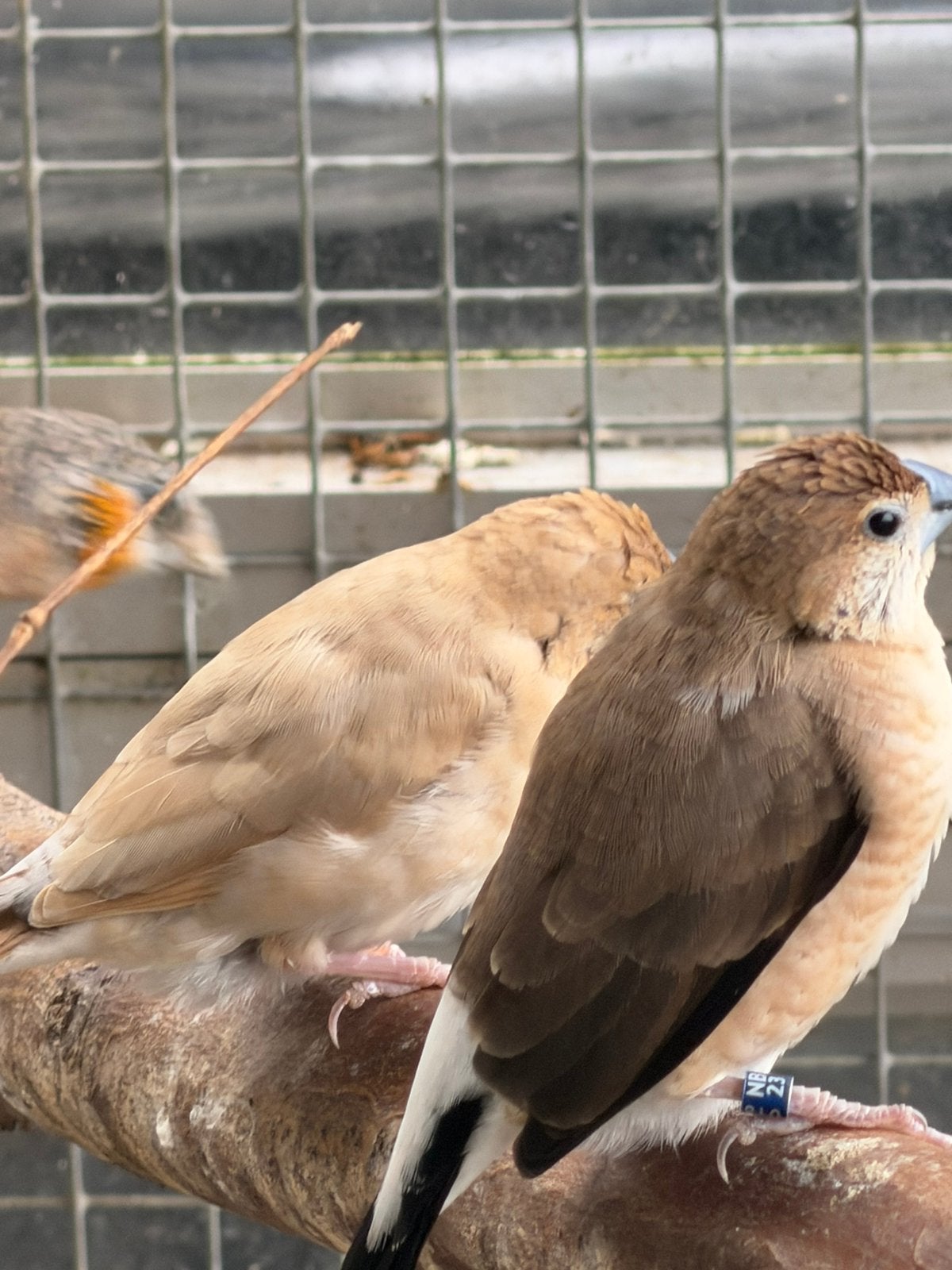 Te koop / ruil enkele tropen, Meerdere dieren, Tropenvogel, Geringd