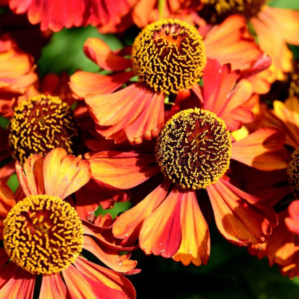 Helenium 'Moerheim Beauty' / Zonnekruid gekweekt in P9 pot, Ophalen of Verzenden, Overige soorten, Halfschaduw