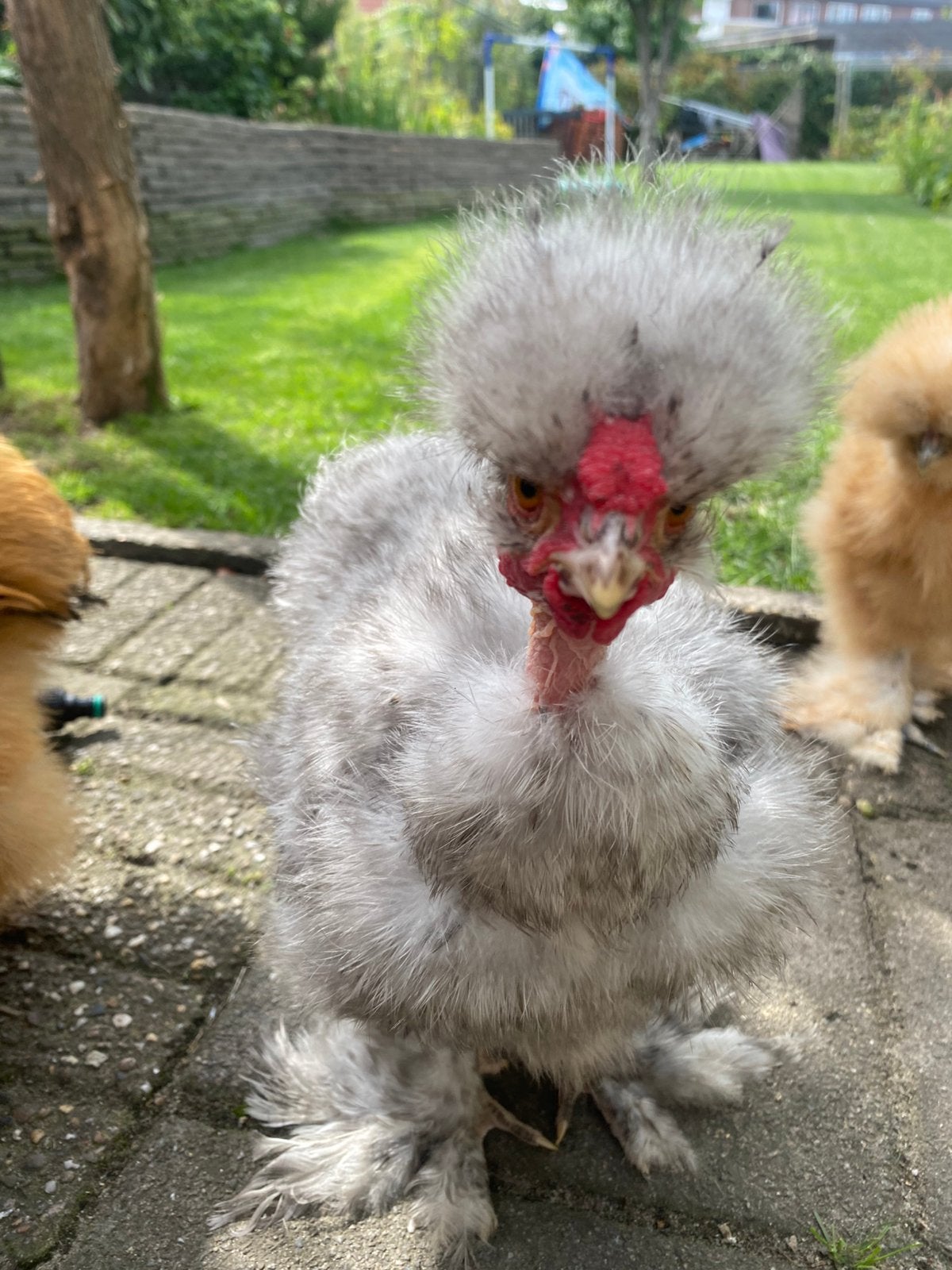 USA Zijdehoen Haan buff showgirl, Dieren en Toebehoren, Mannelijk
