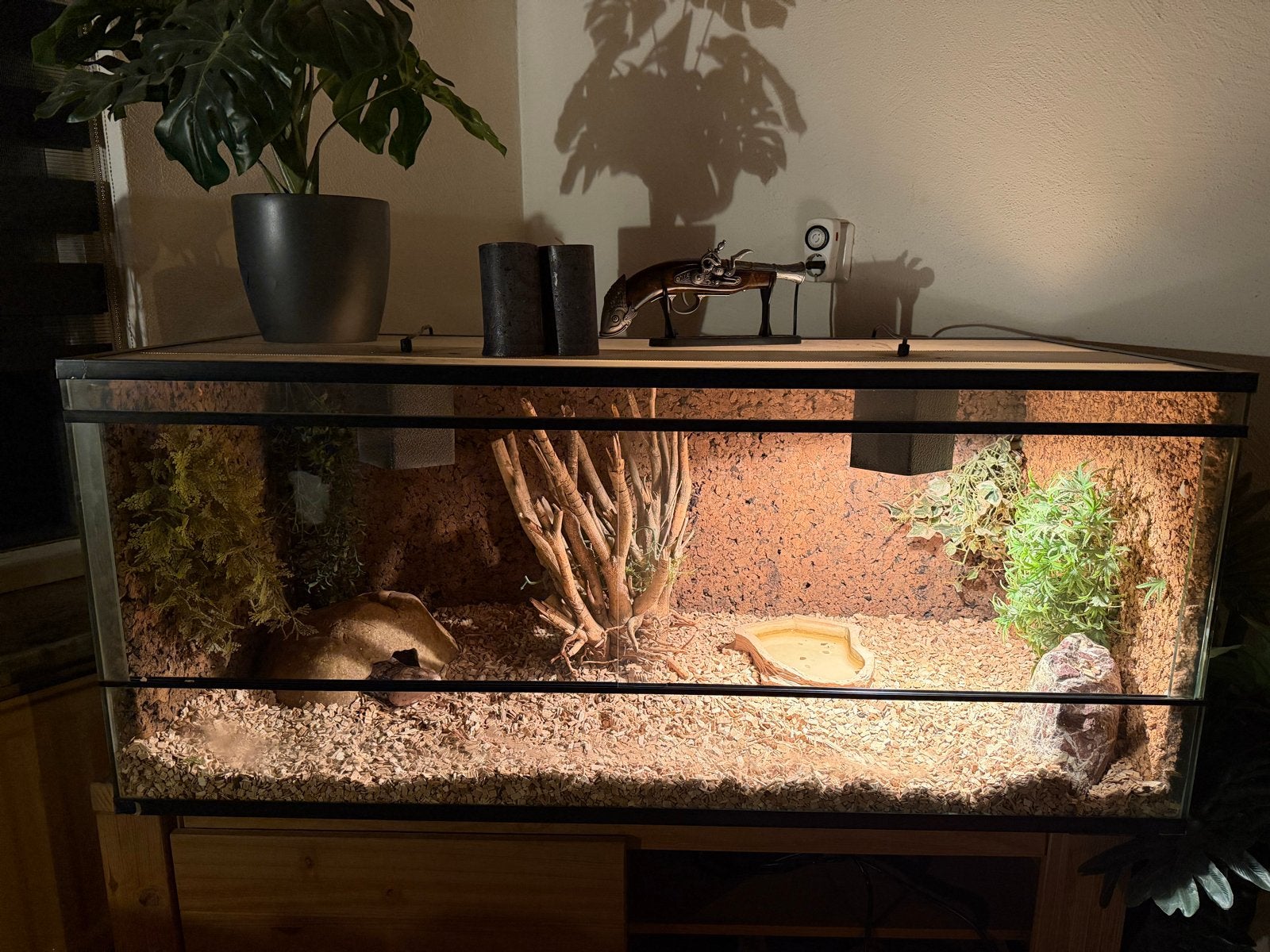 Terrarium (120x50x50) incl Blauwtongskink Blue Tongue Skink - unknown for sale from Mitchell Bartels