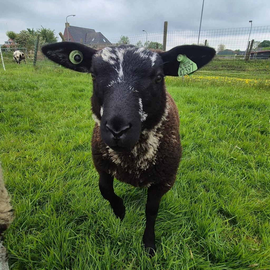 Leuke ram, Dieren en Toebehoren, Schapen, Geiten en Varkens, Mannelijk, Schaap, 0 tot 2 jaar