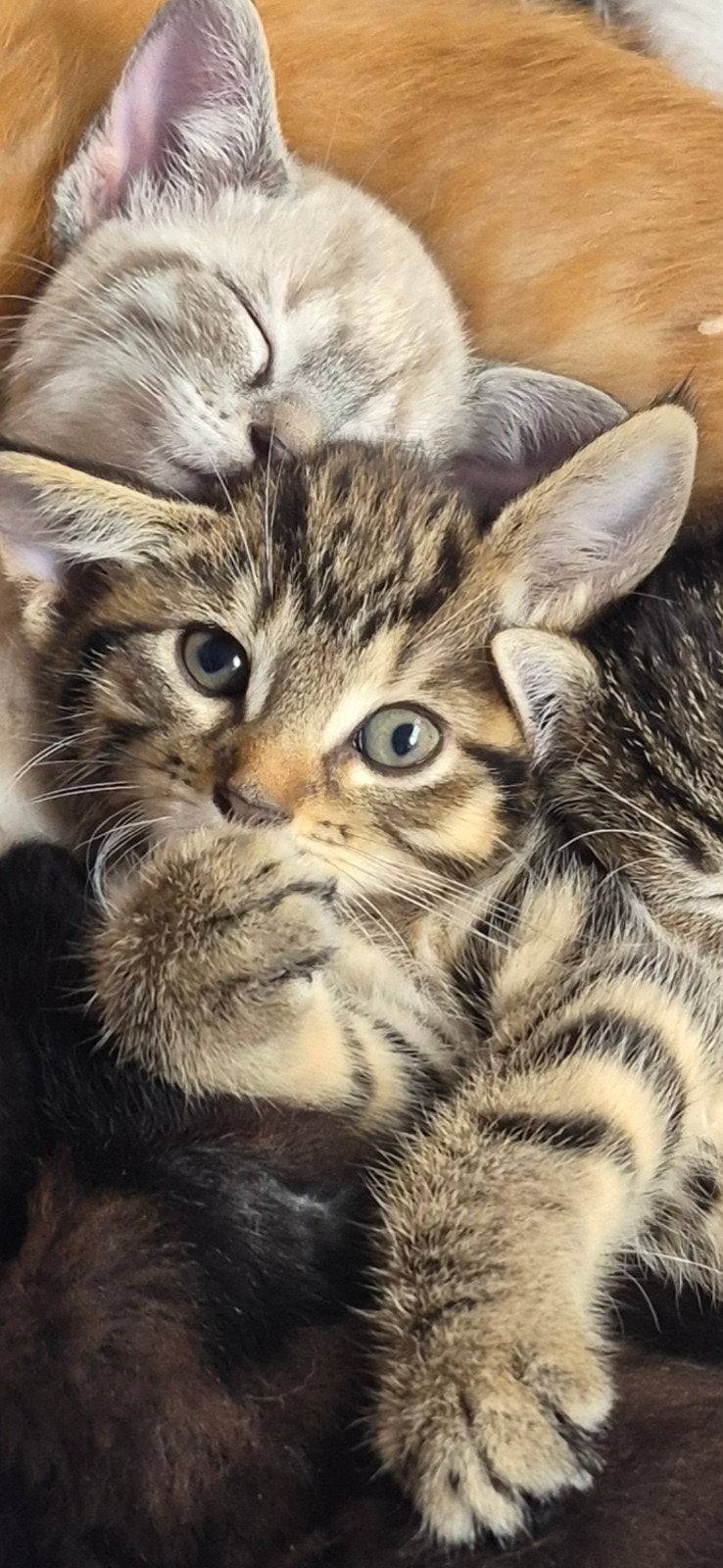 Prachtige gesocialiseerde kittens, Meerdere dieren