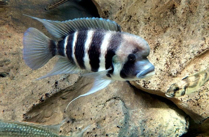 Cyphotilapia frontosa 'Kigoma' 7-stripe - groep 2.3, Vis, Zoetwatervis