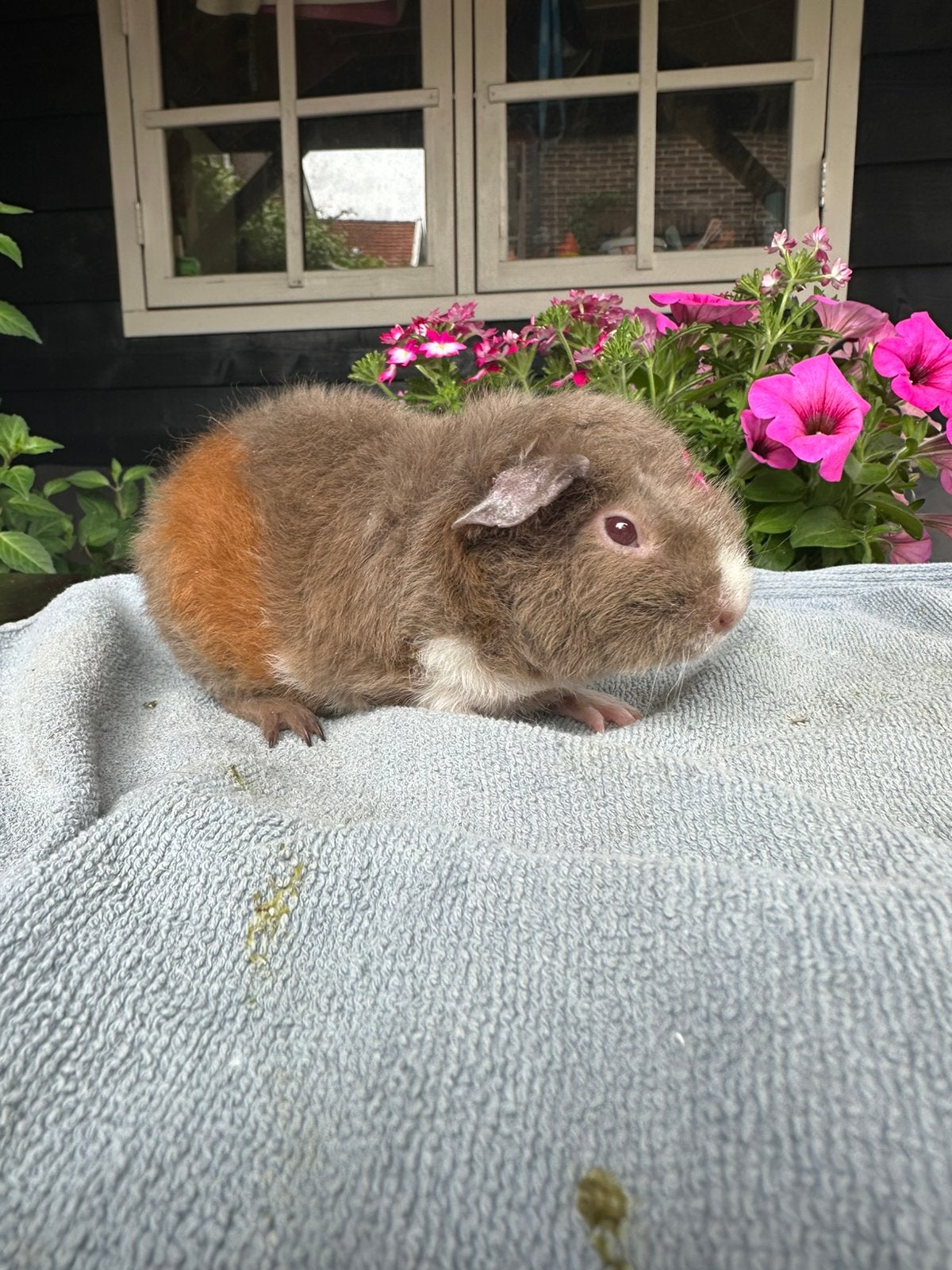 Super lieve jonge US teddy cavia beertjes zoeken huisje!, Dieren en Toebehoren, Knaagdieren, Cavia, April, Meerdere dieren, Tam