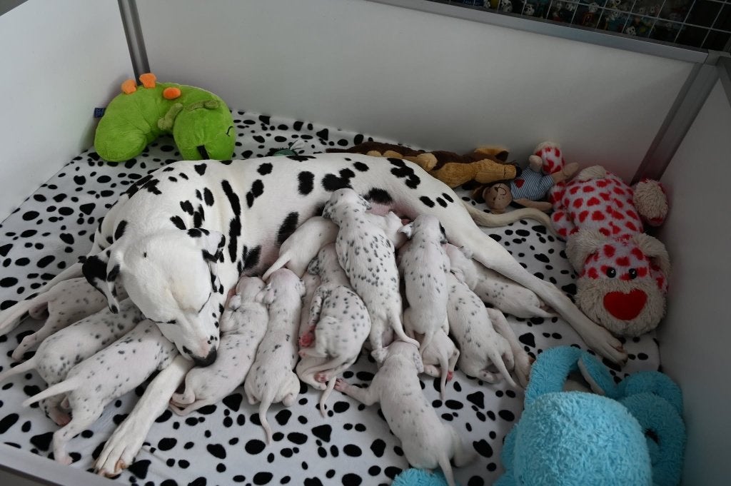 Dalmatiër puppy's, Parvo, Dalmatiër, 8 tot 15 weken, Meerdere