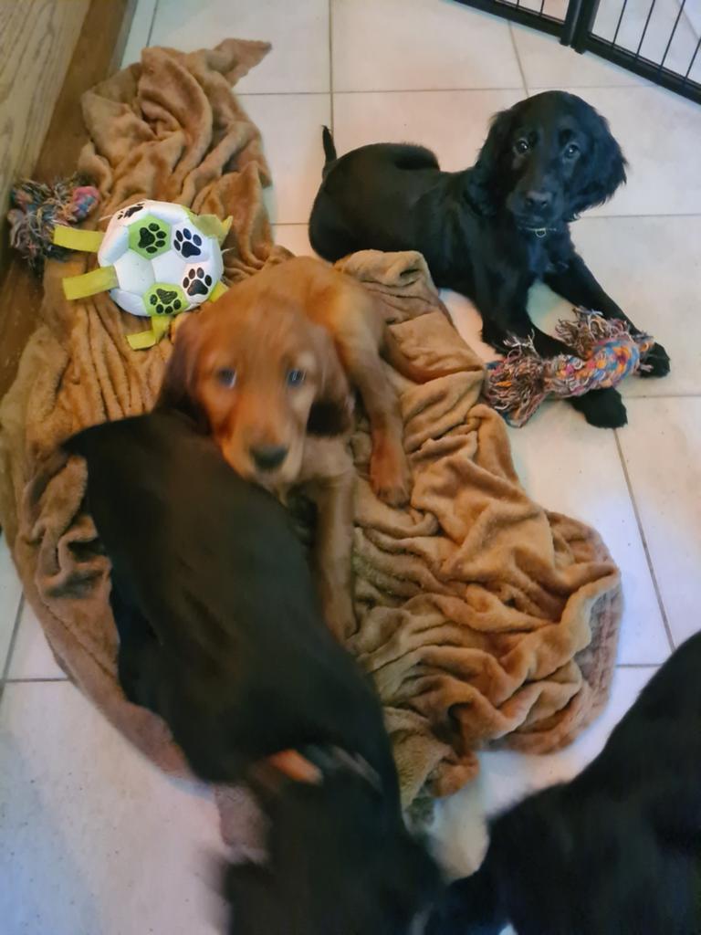 Nu te koop: 4 setterpups, Dieren en Toebehoren, 8 tot 15 weken, Meerdere, Meerdere dieren, Middel