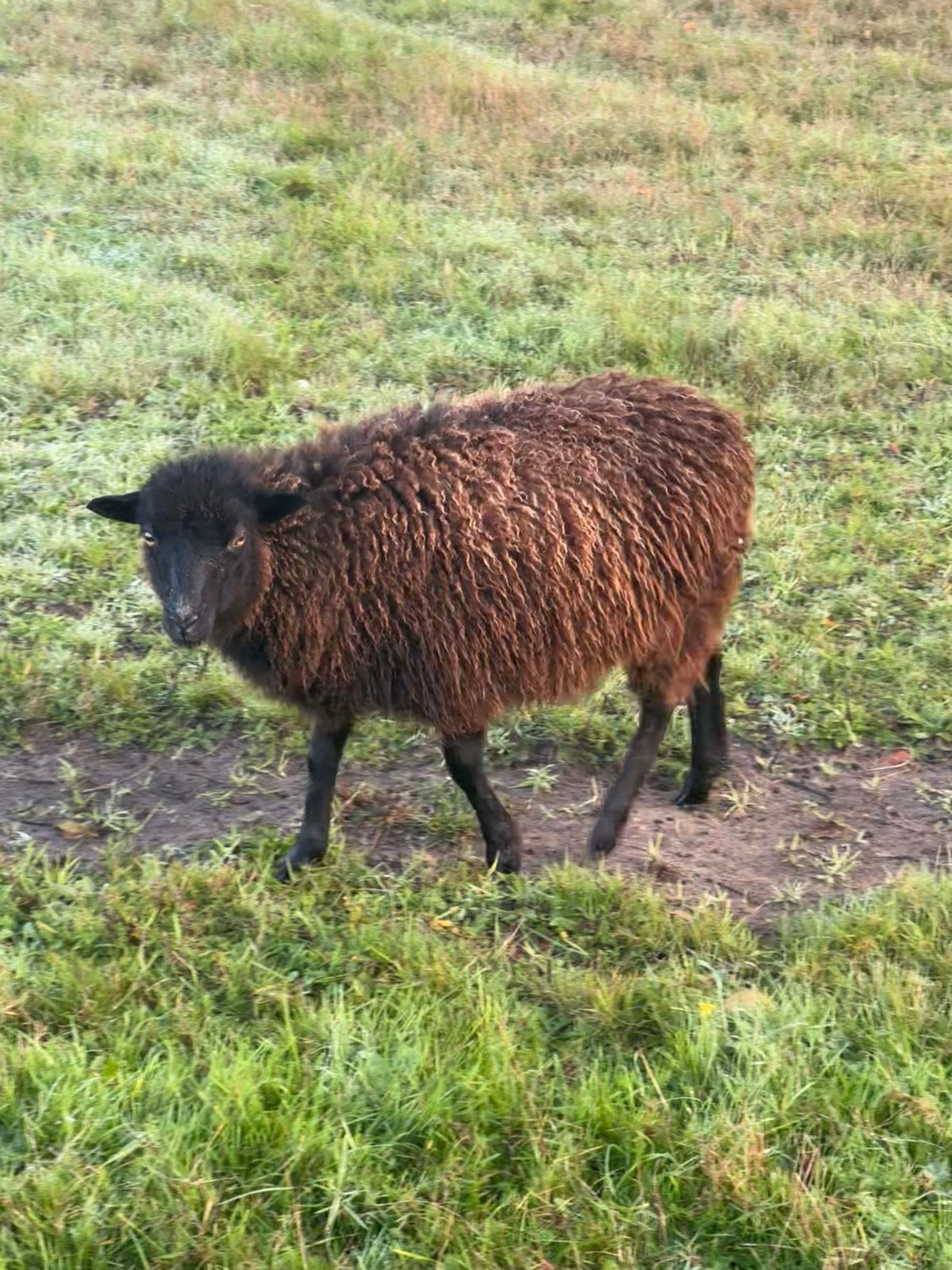Ouessant ooitjes,  bruinzwart en grijsschimmel, Dieren en Toebehoren, Vrouwelijk, Schaap, 0 tot 2 jaar