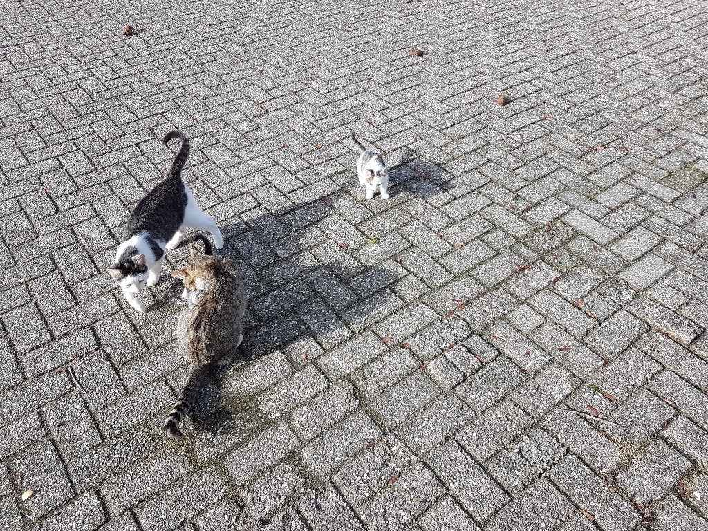Boerderij kittens, Meerdere dieren, 0 tot 2 jaar