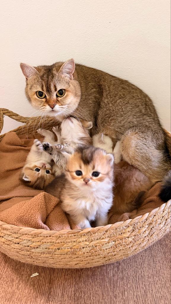 Prachtige Britse kittens te koop(korthaar/langhaar), Dieren en Toebehoren, Katten en Kittens | Raskatten | Langhaar, Poes, Gechipt