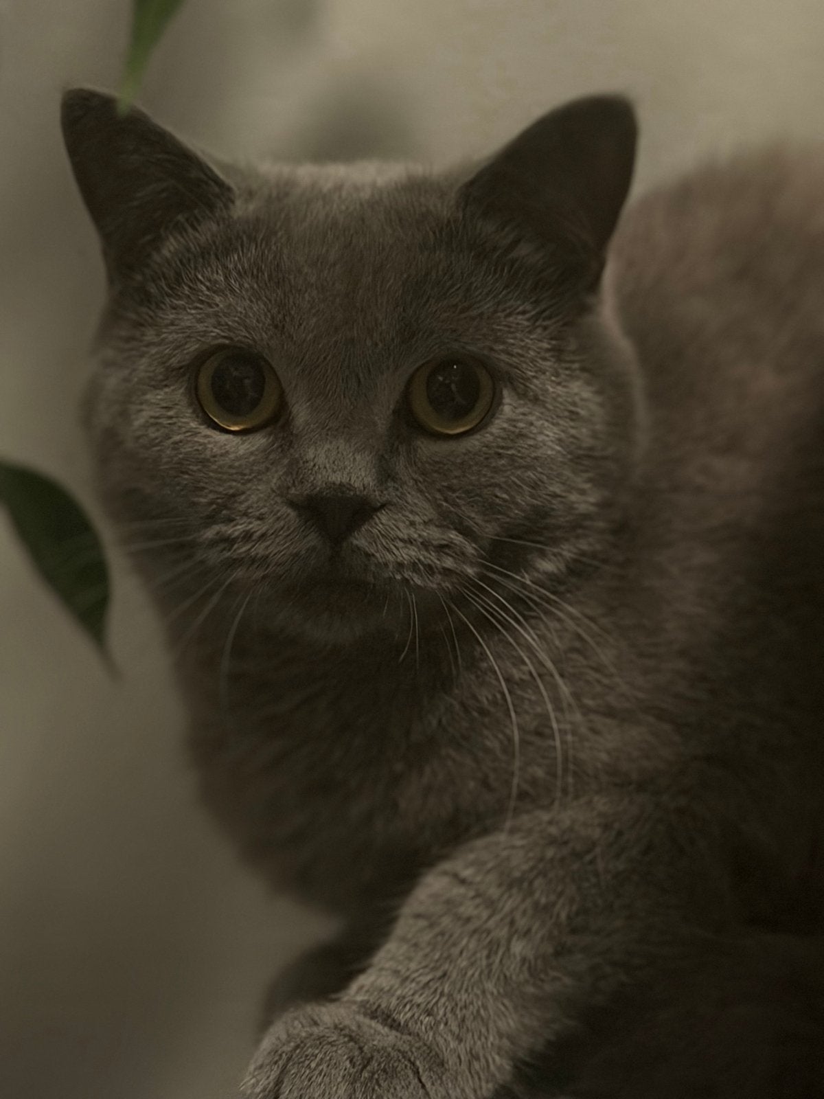 British katten, Dieren en Toebehoren, Kater
