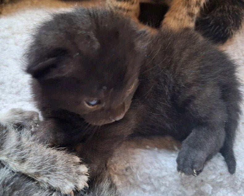 Nog 1 zwart katerje uit prachtig nestje van 7 tijgerkiitens, Dieren en Toebehoren, Katten en Kittens | Overige Katten, Meerdere dieren