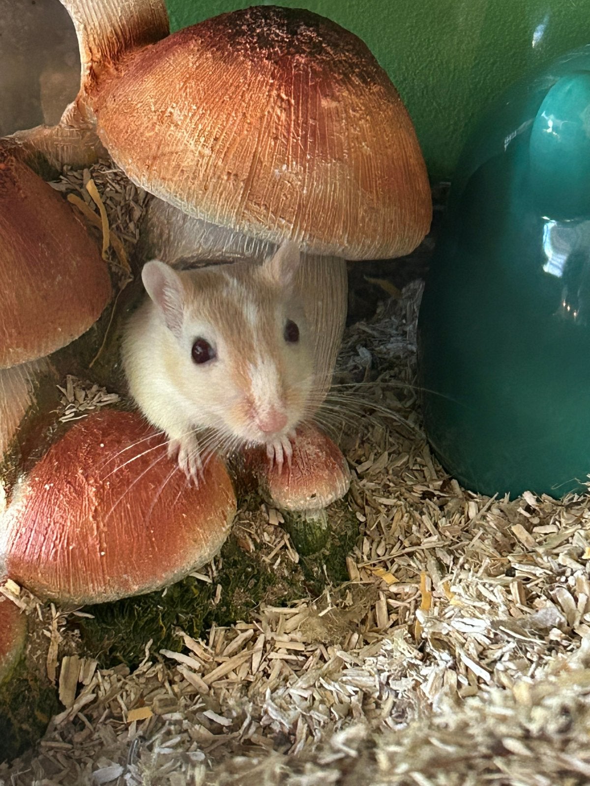 Gerbiltjes, Mei, Meerdere dieren, Overige typen