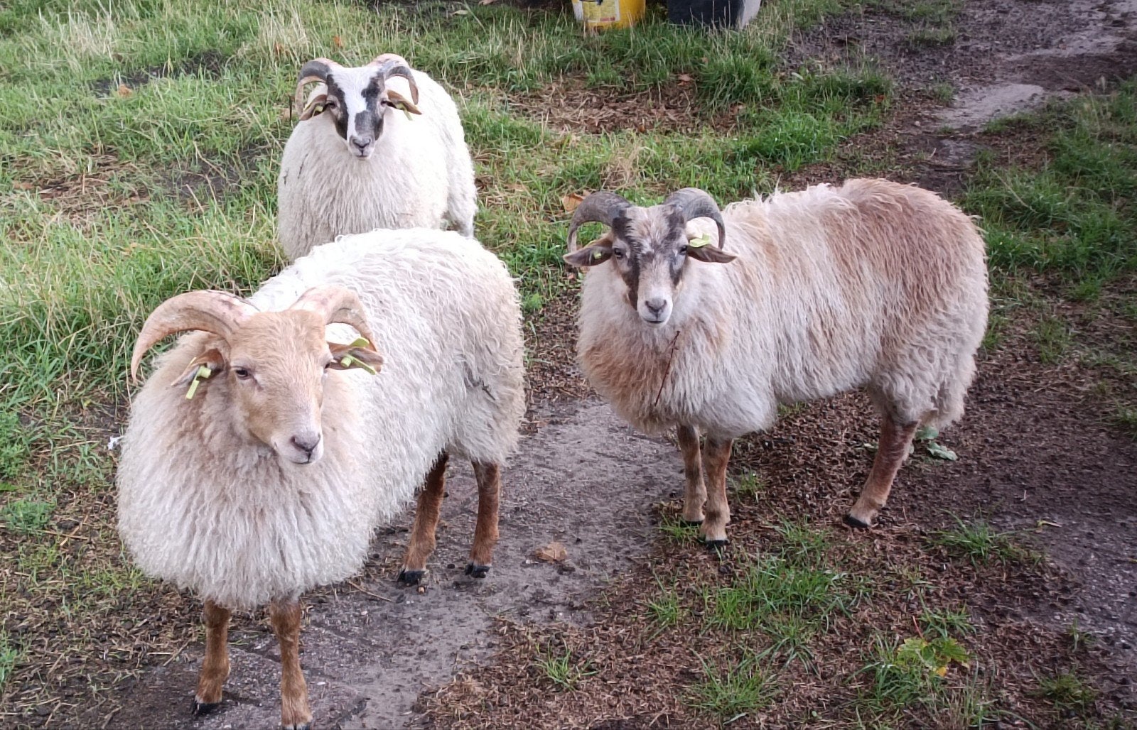 Raszuivere Drentse Heideschaap rammetjes., Mannelijk, Schaap